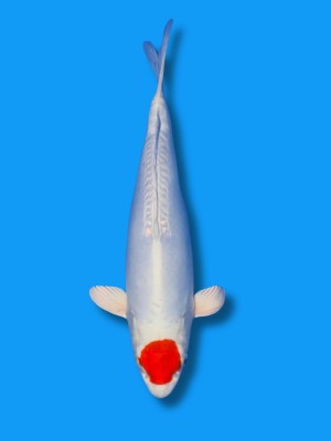 Tancho Kikusui | Koi&Co. Tancho Kikusui | Koi&Co.